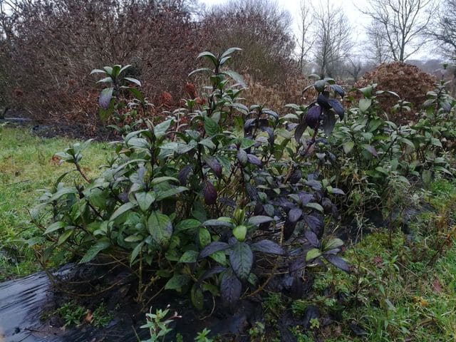 Les Hortensias du Haut Bois Dichroa versicolor hortensia godet