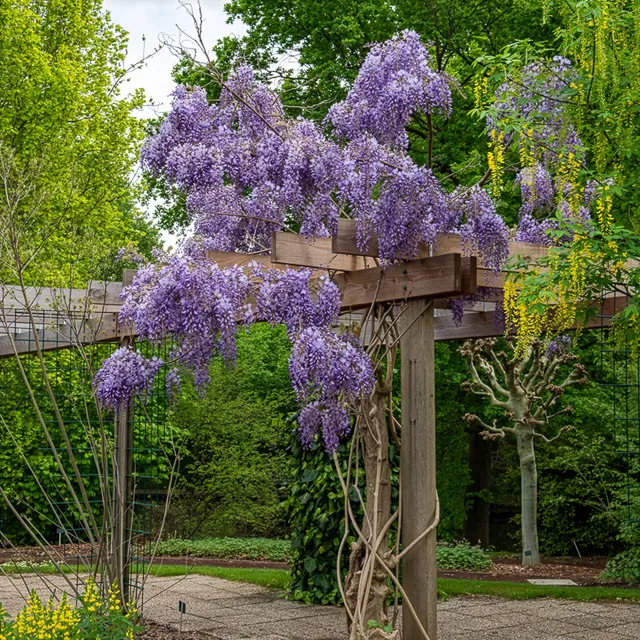 Bakker Glycine Prolific grimpante pot 2L 40-50cm violette