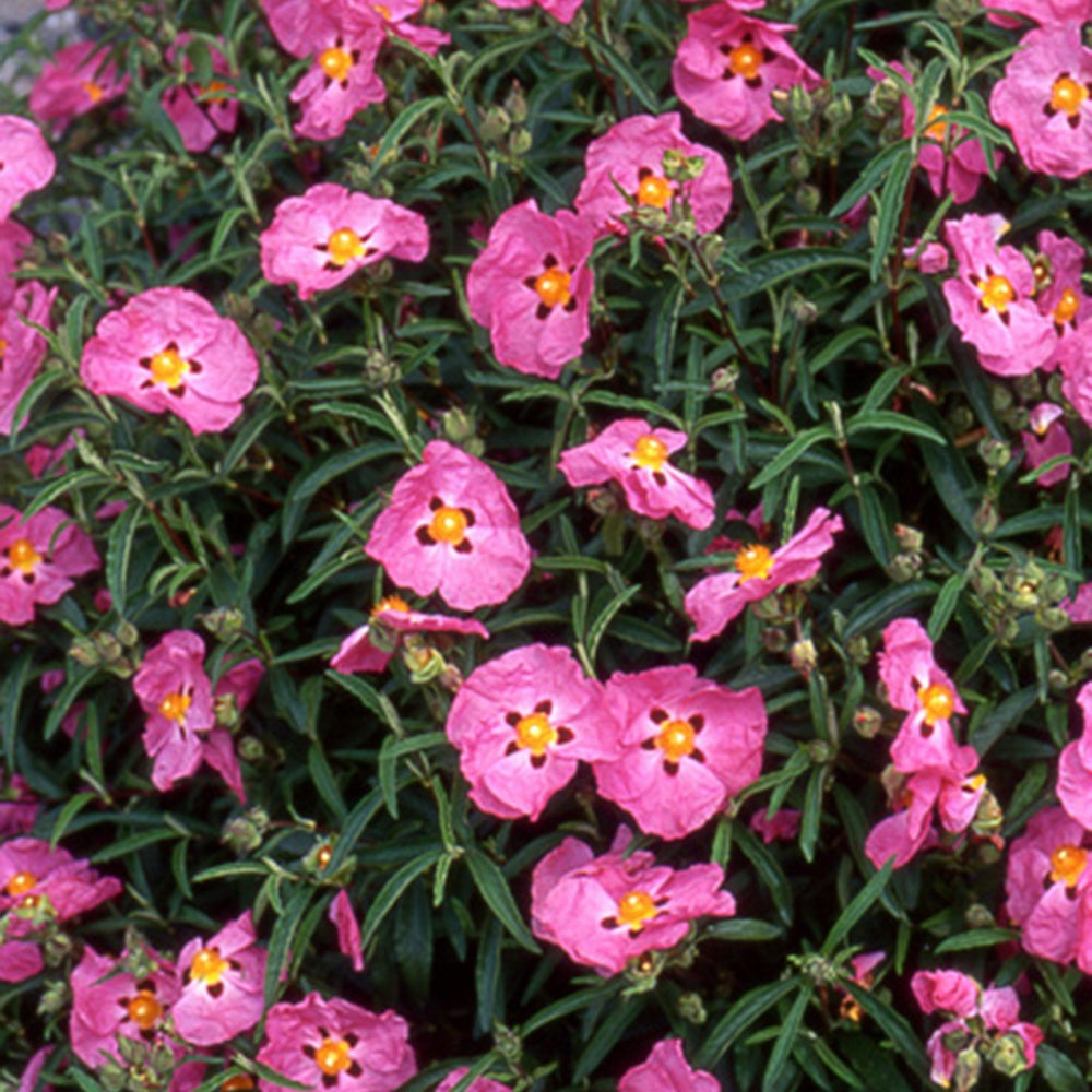 Bakker Ciste pourpre Cistus purpureus arbuste pot 8cm rose