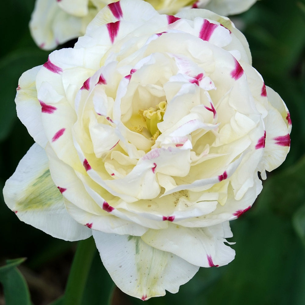 Bakker Dance Line tulipe double 7 bulbes multicolore