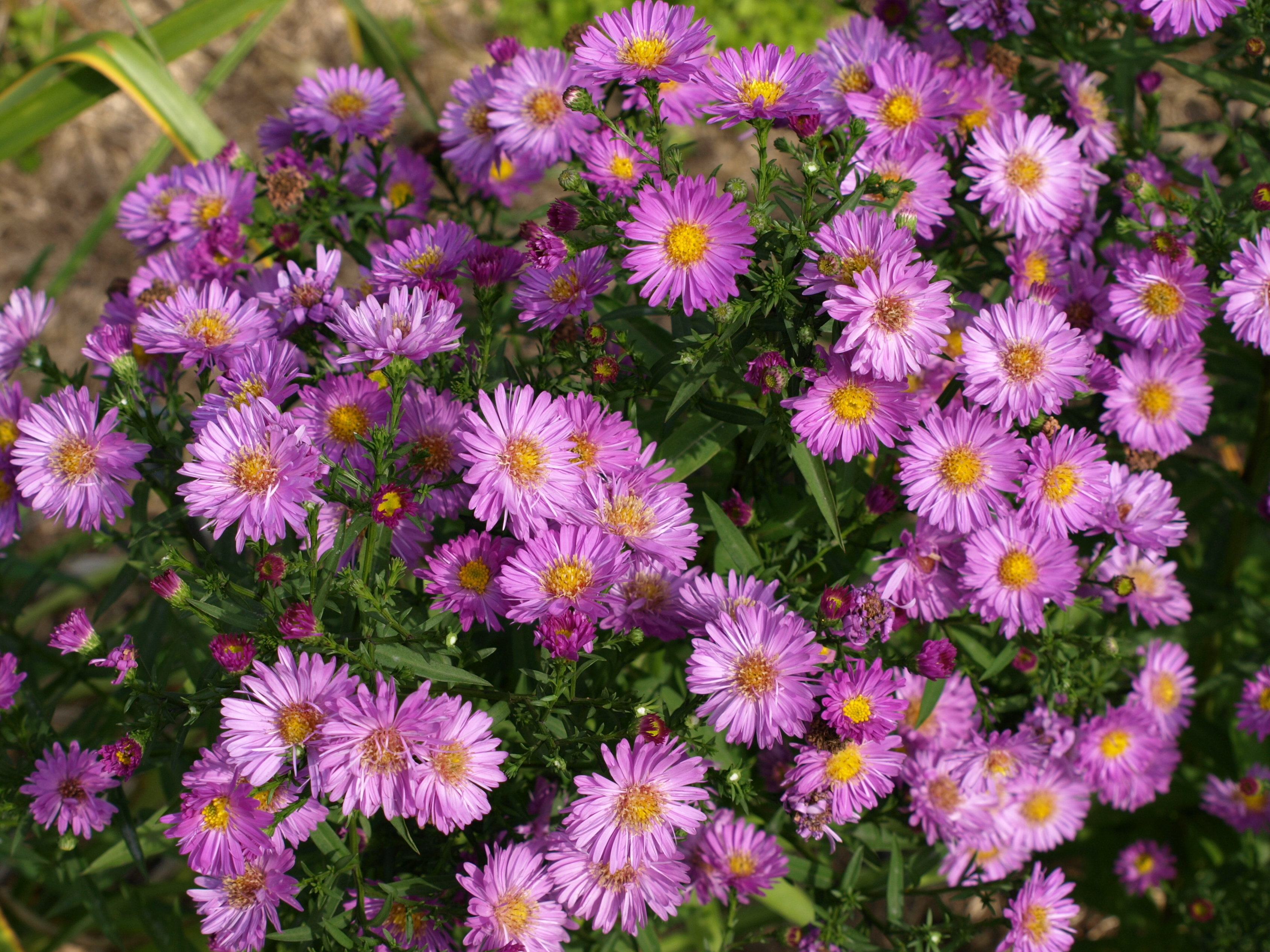 Passion Vivaces Aster Herbstgrüss Bresserhof vivace godet rose