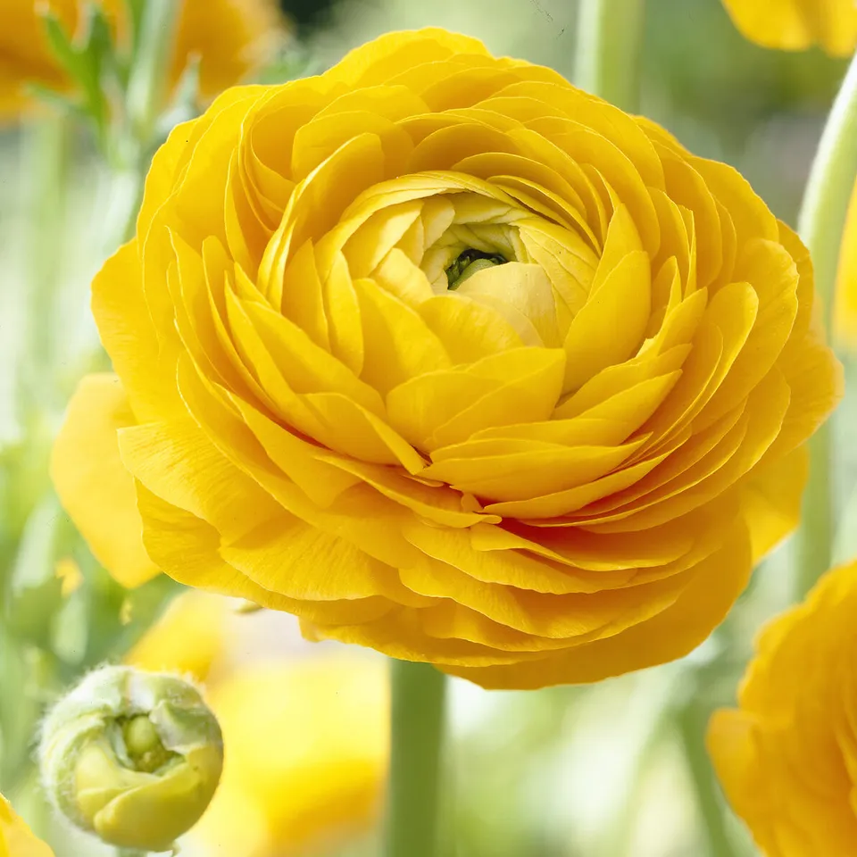 Bakker Renoncules jaunes sachet 10 bulbes fleur coupée