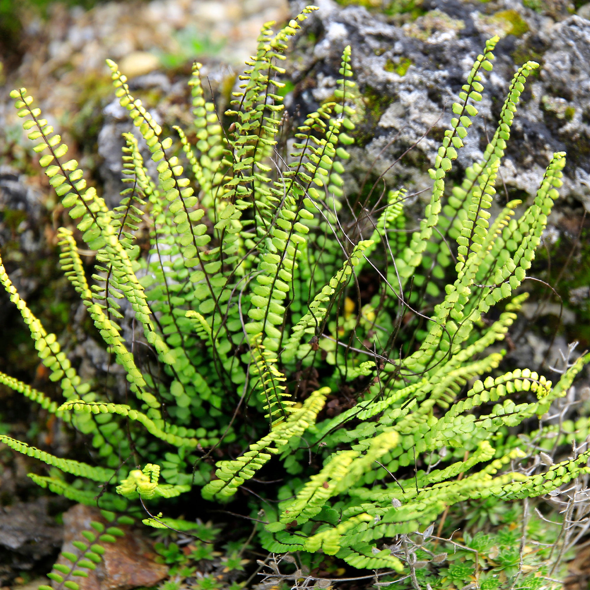 Bakker Fausse-Capillaire Asplenium trichomanes fougère pot 9cm