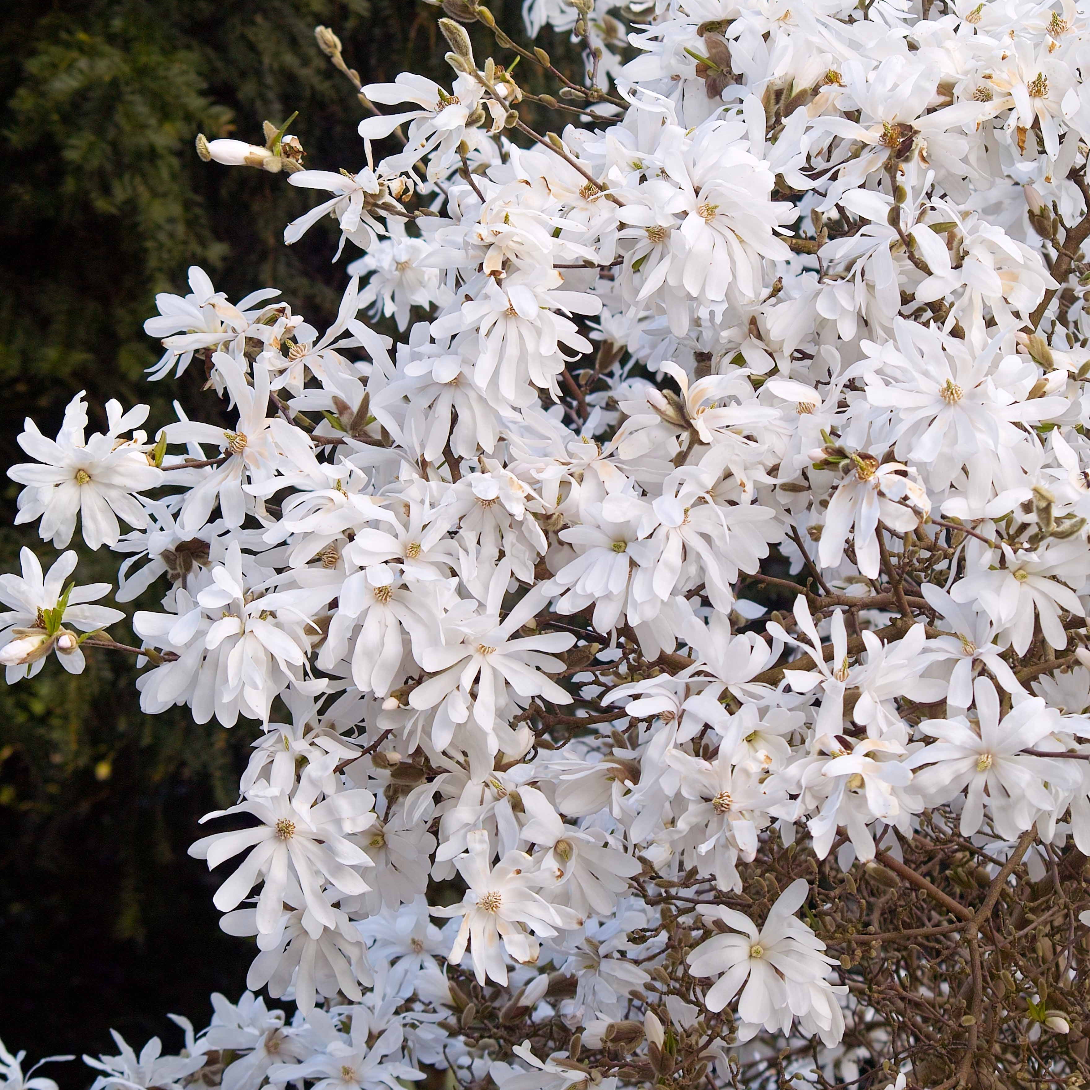 Bakker Magnolia étoilé arbuste pot 2L 40-50cm blanc