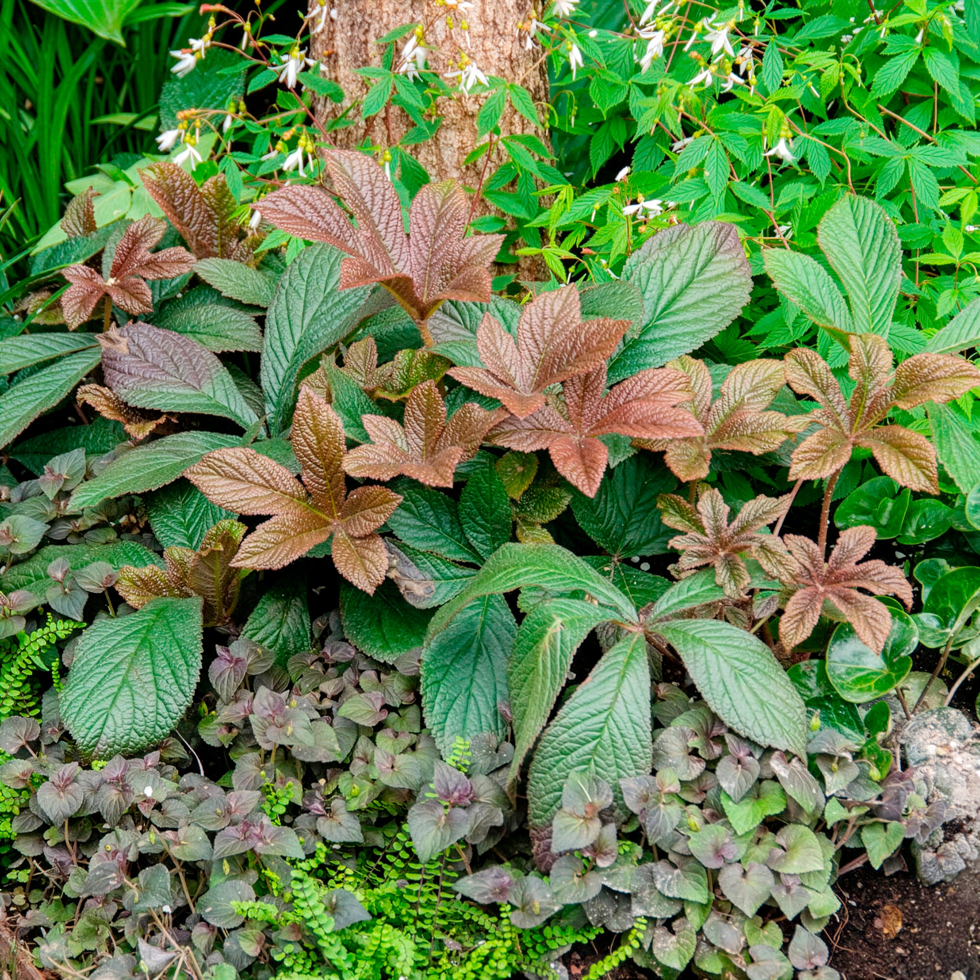 Bakker Rodgersia henrici plante vivace pot 9cm fleur rose
