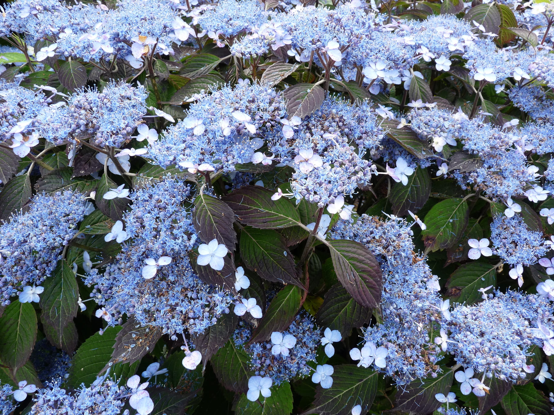 Les Hortensias du Haut Bois Woodlander hortensia serrata godet