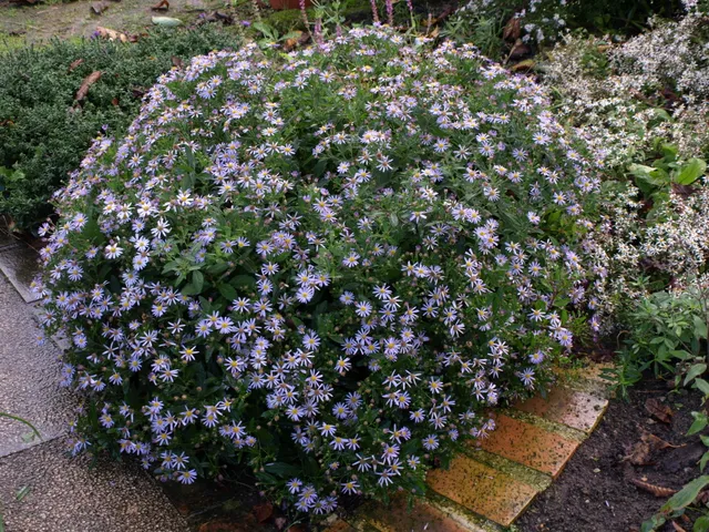 Passion Vivaces Aster ageratoides Blaukuppel plante vivace godet bleu lavande
