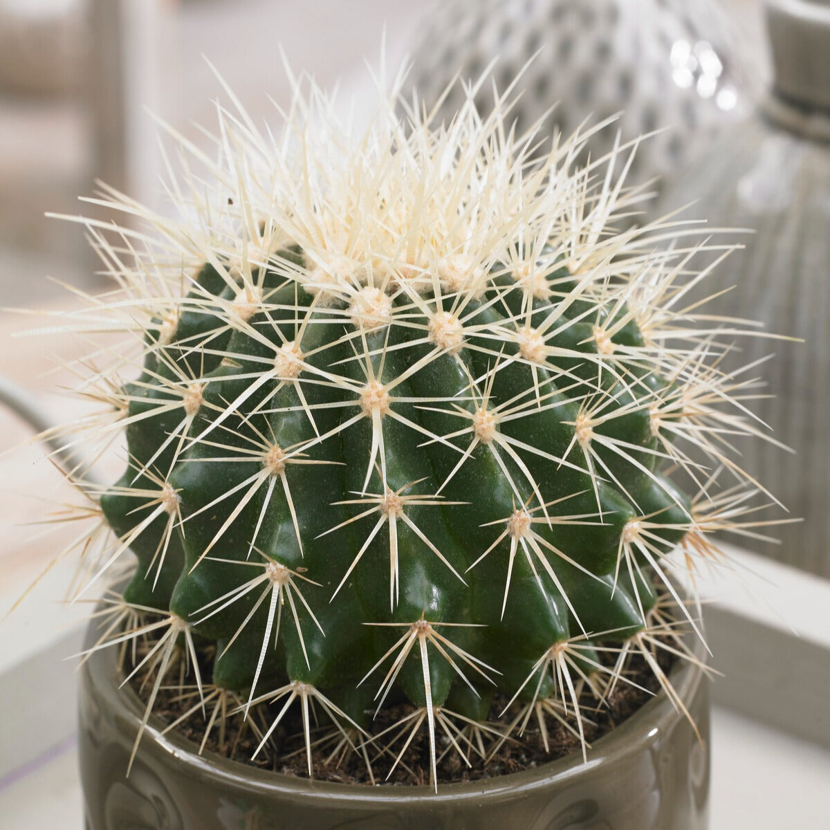 Bakker Coussin de belle-mère cactus pot 10,5cm 15cm doré