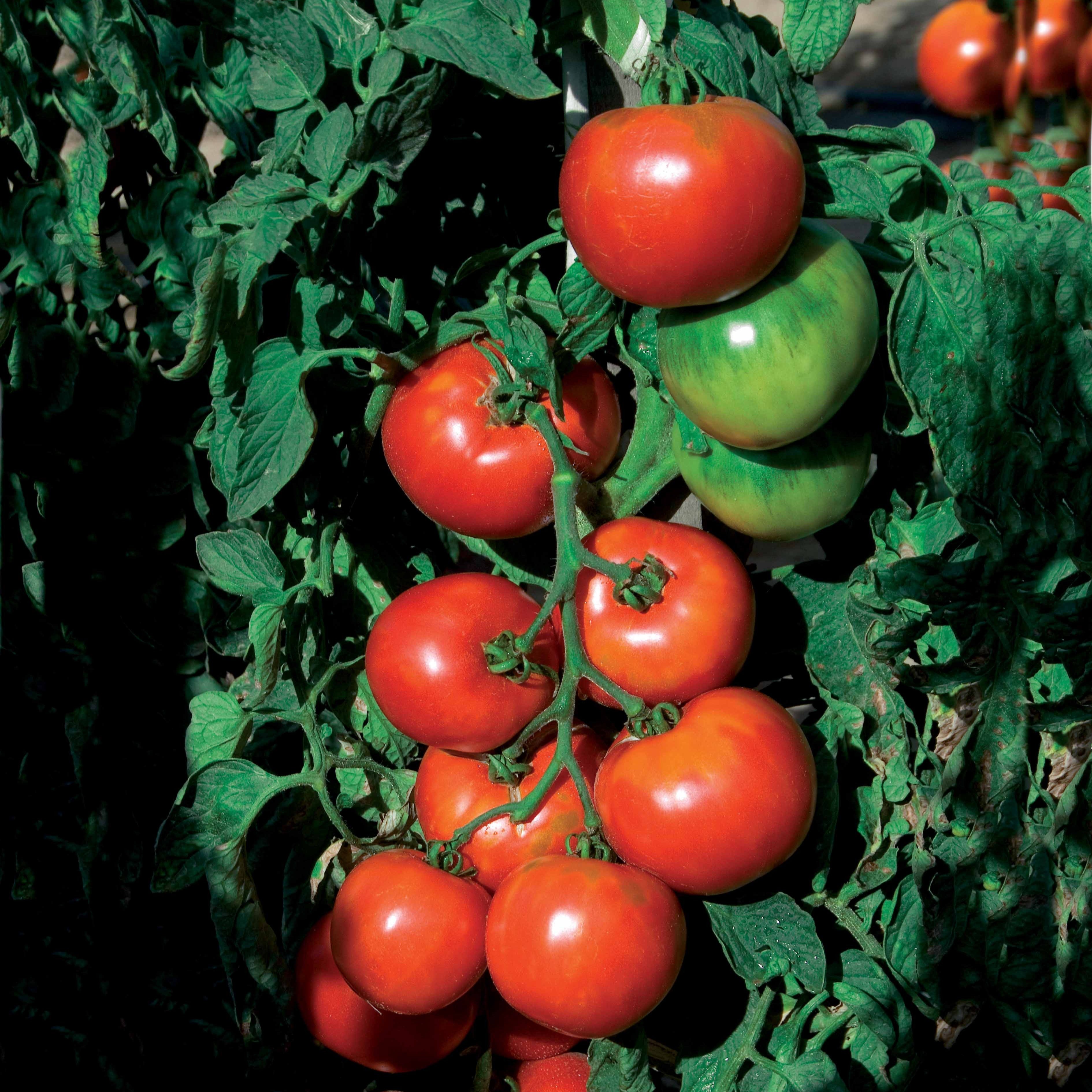Bakker Pyros HF1 tomate rouge sachet 0,1 g précoce