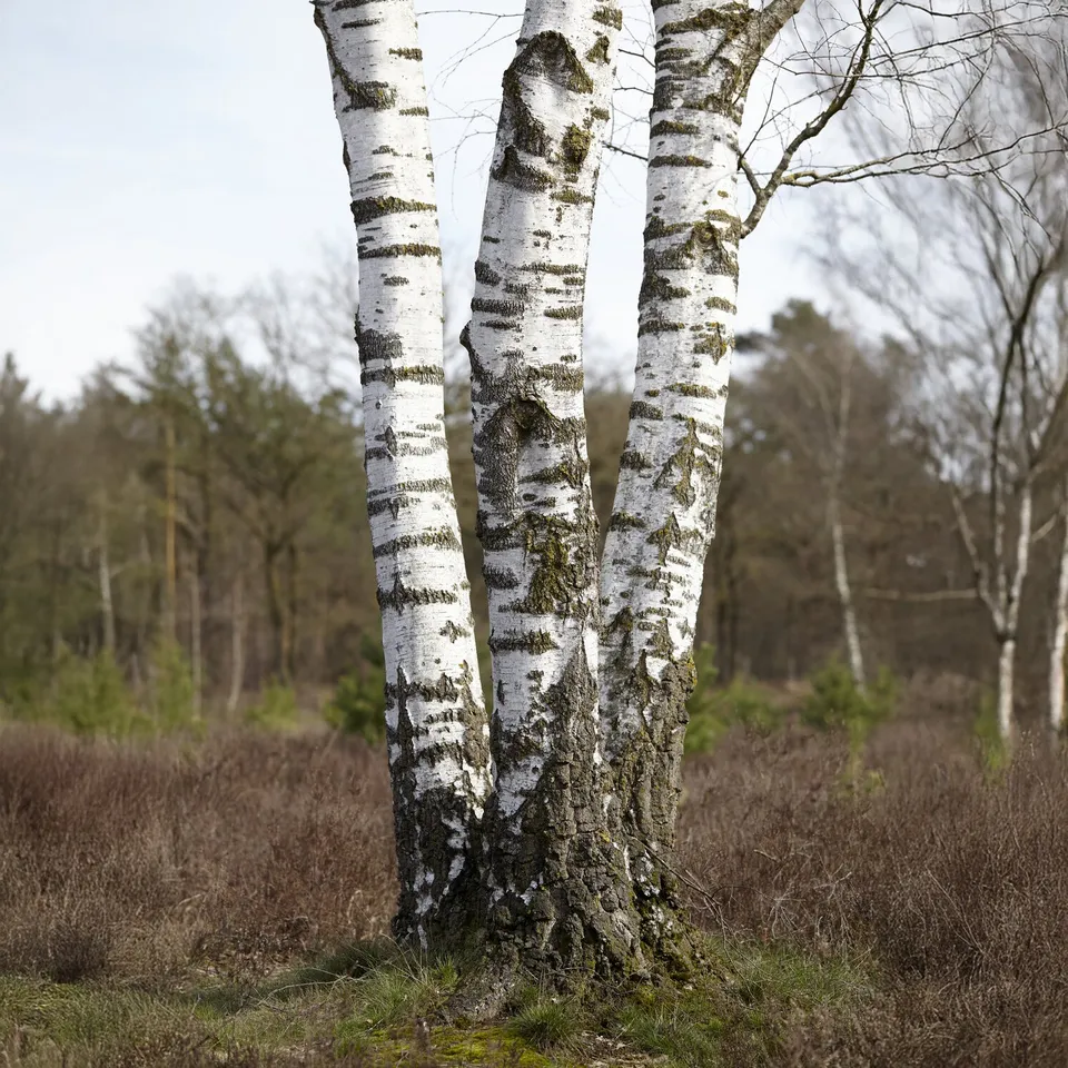 Bakker Bouleau pubescent arbre pot 2L 60-80cm écorce blanche