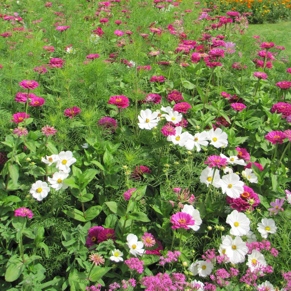 Bakker Mélange fleuri élégant graines 20g 15m²