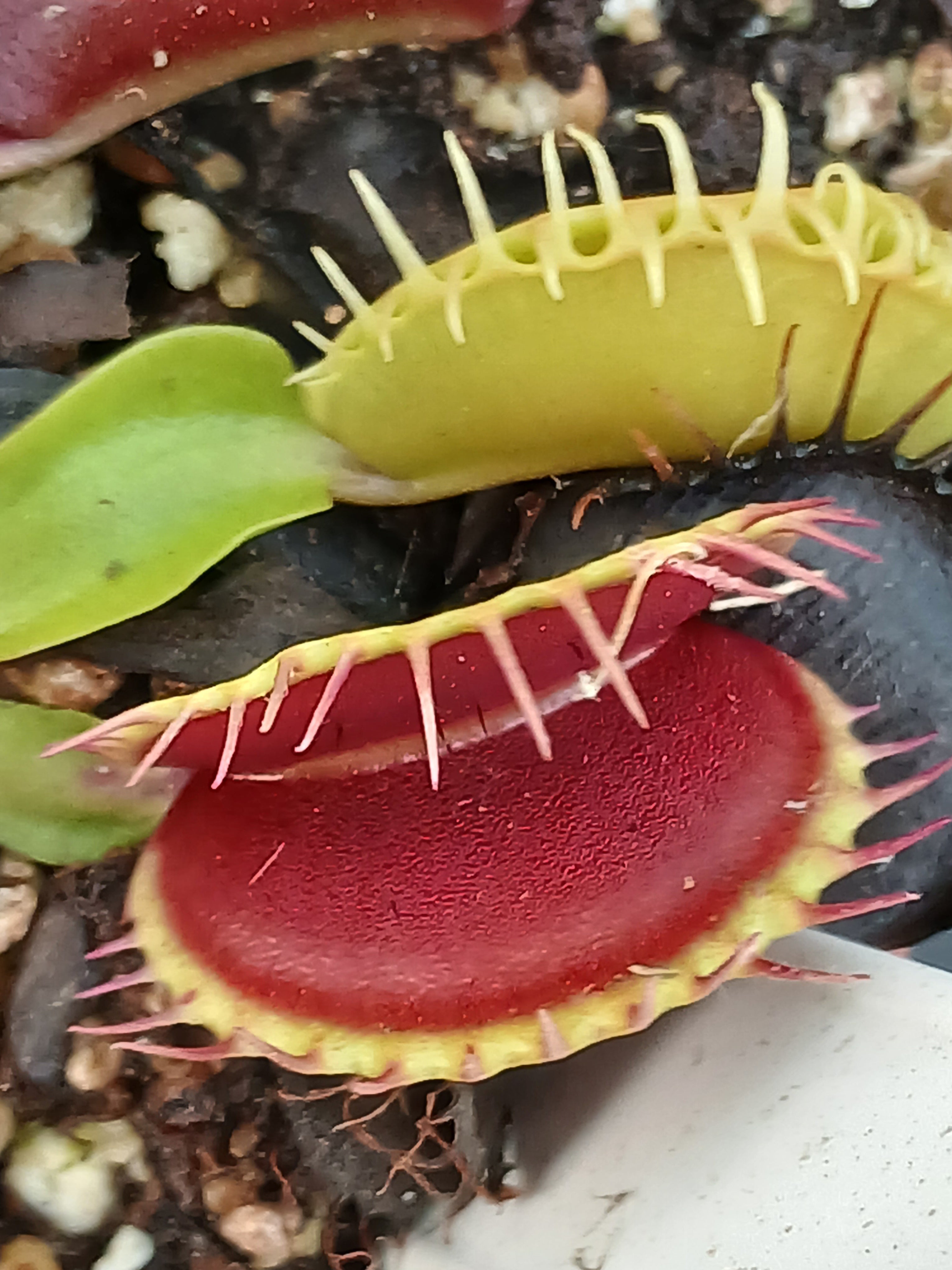 Carniflore Dionée gap teeth attrape-mouche plante carnivore pot 9cm