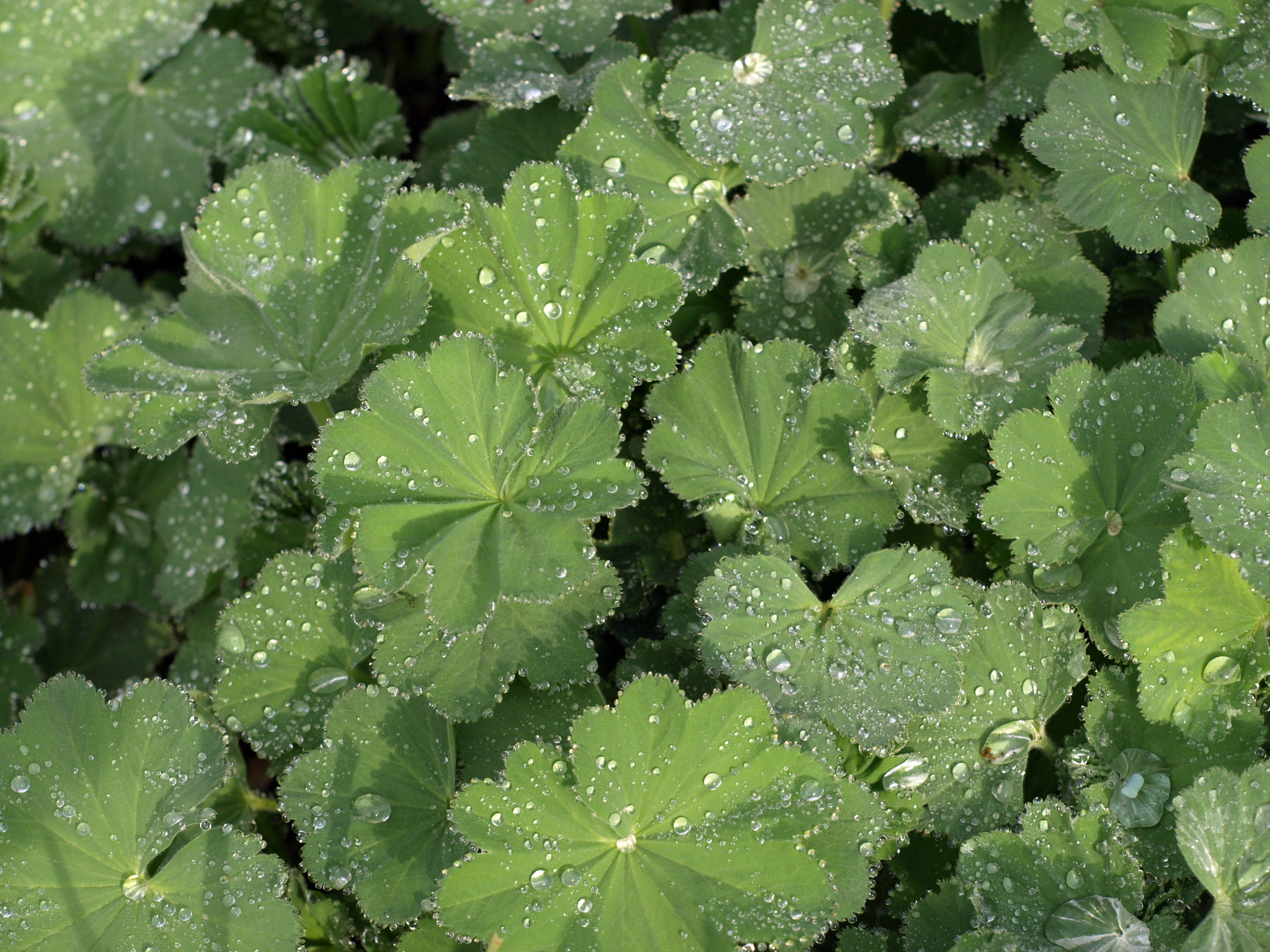 Passion Vivaces Alchemilla Mollis alchémille vert chartreuse