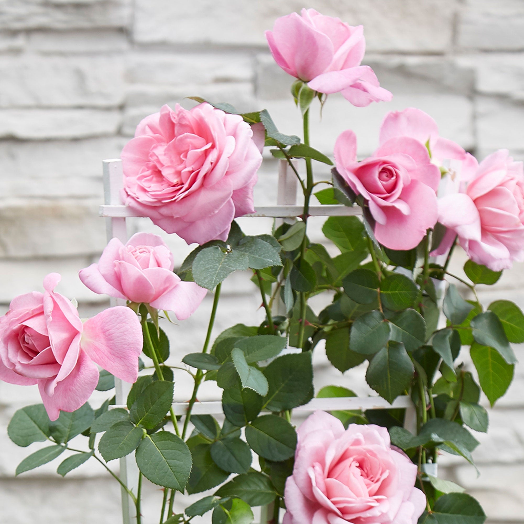 Bakker Rosiers grimpants parfumés mélange 3 pots Ø15cm