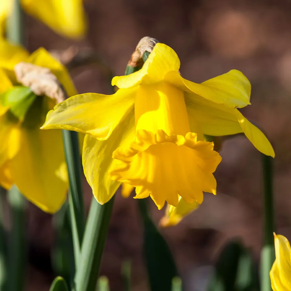 Bakker Narcisses Rijnveld Early Sensation 10 bulbes jaune