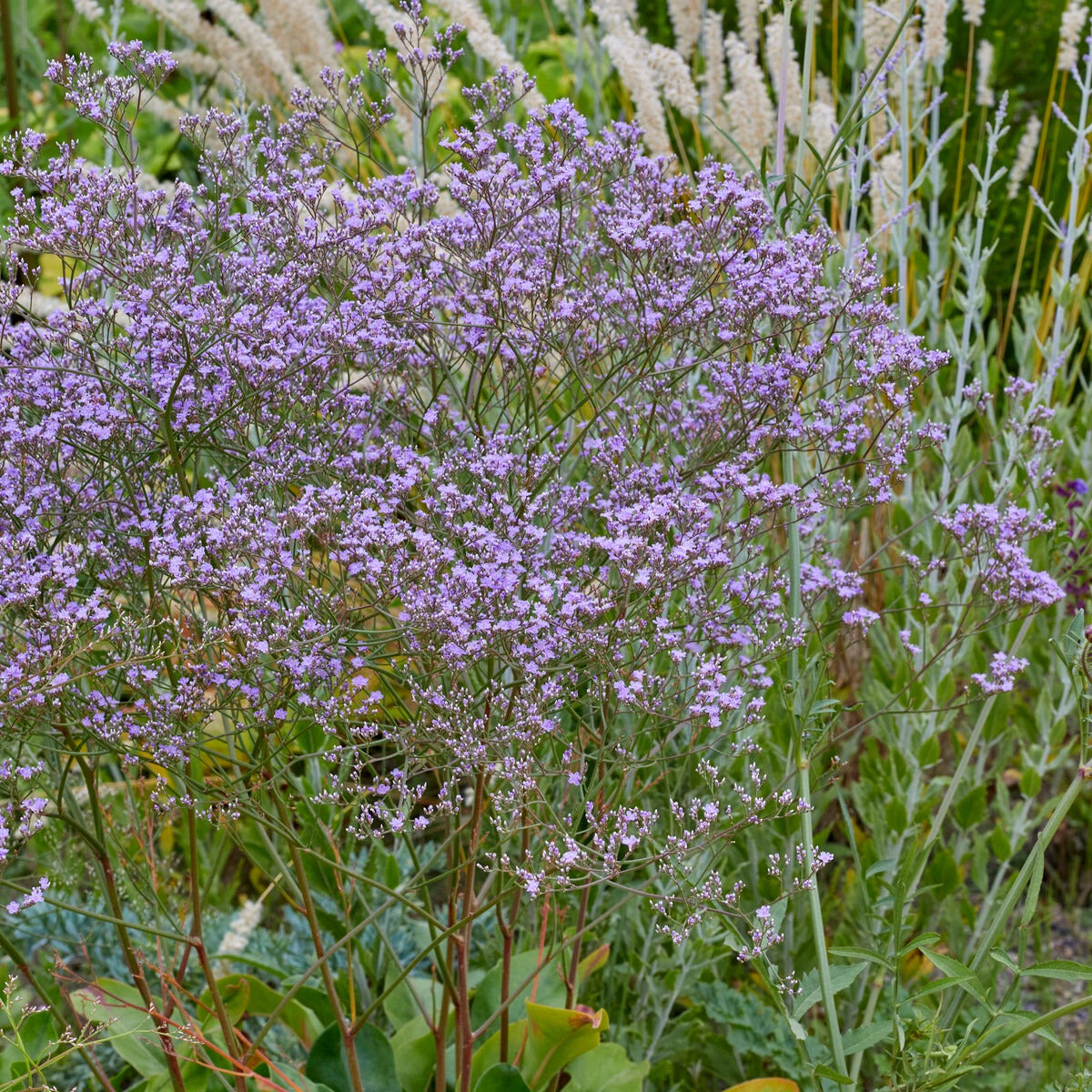 Bakker Statice Vivace fleur violette pot 9cm bouquets secs