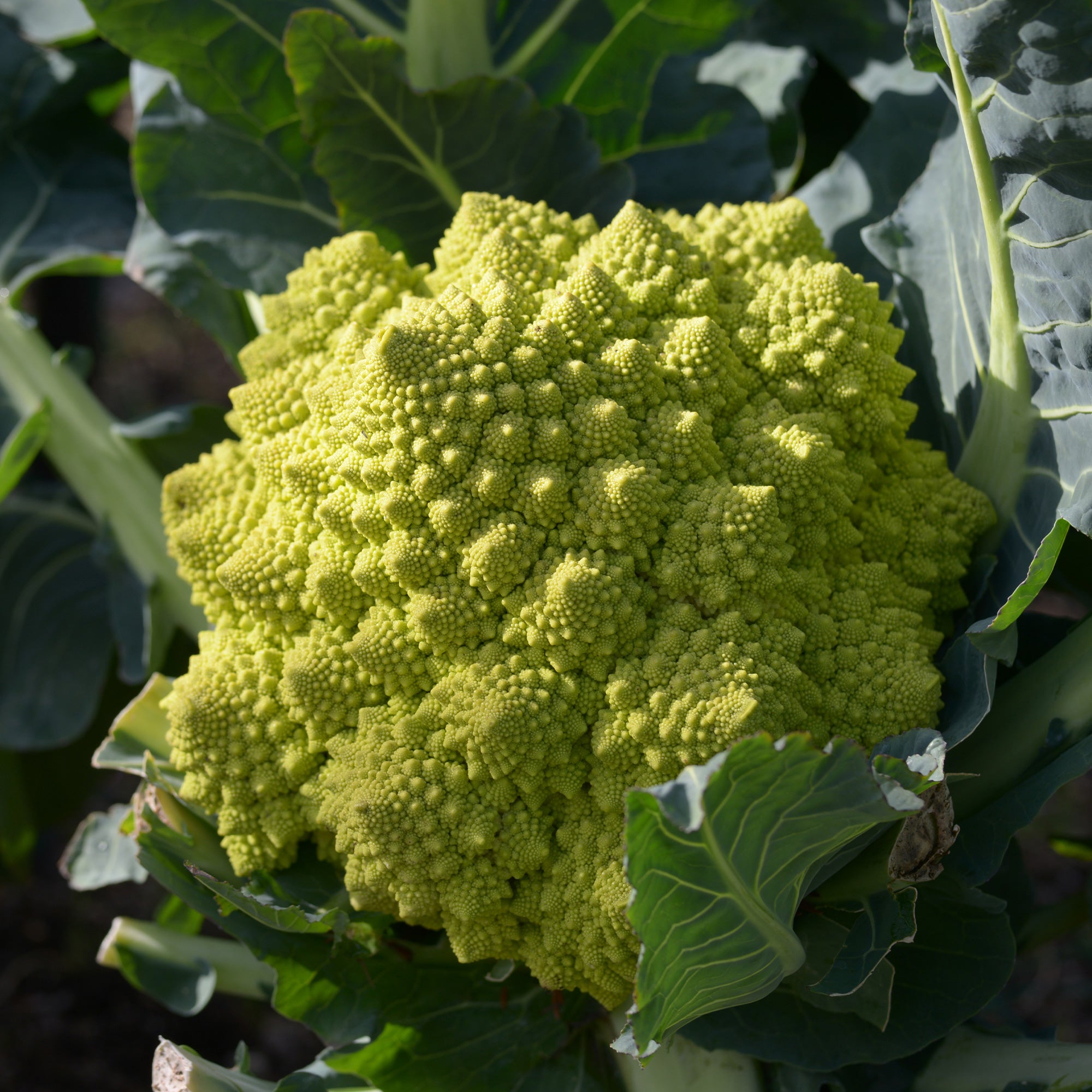 Bakker Potager Chou brocoli Romanesco graines 1g