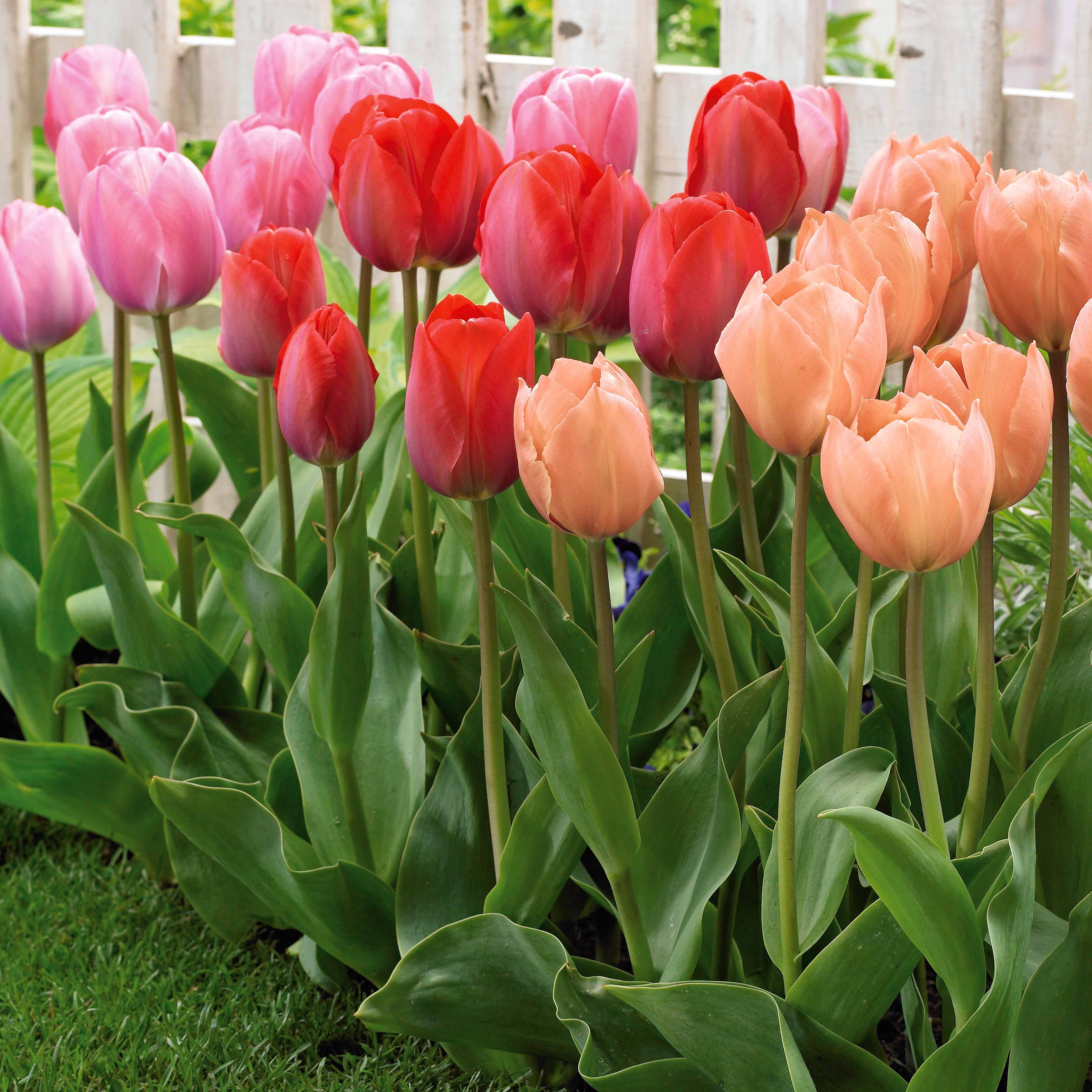 Bakker Tulipe Van Eijk bulbe mélange 25 bulbes saumon