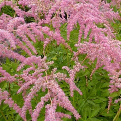 Bakker Astilbe Straussenfeder vivace pot 9cm rose