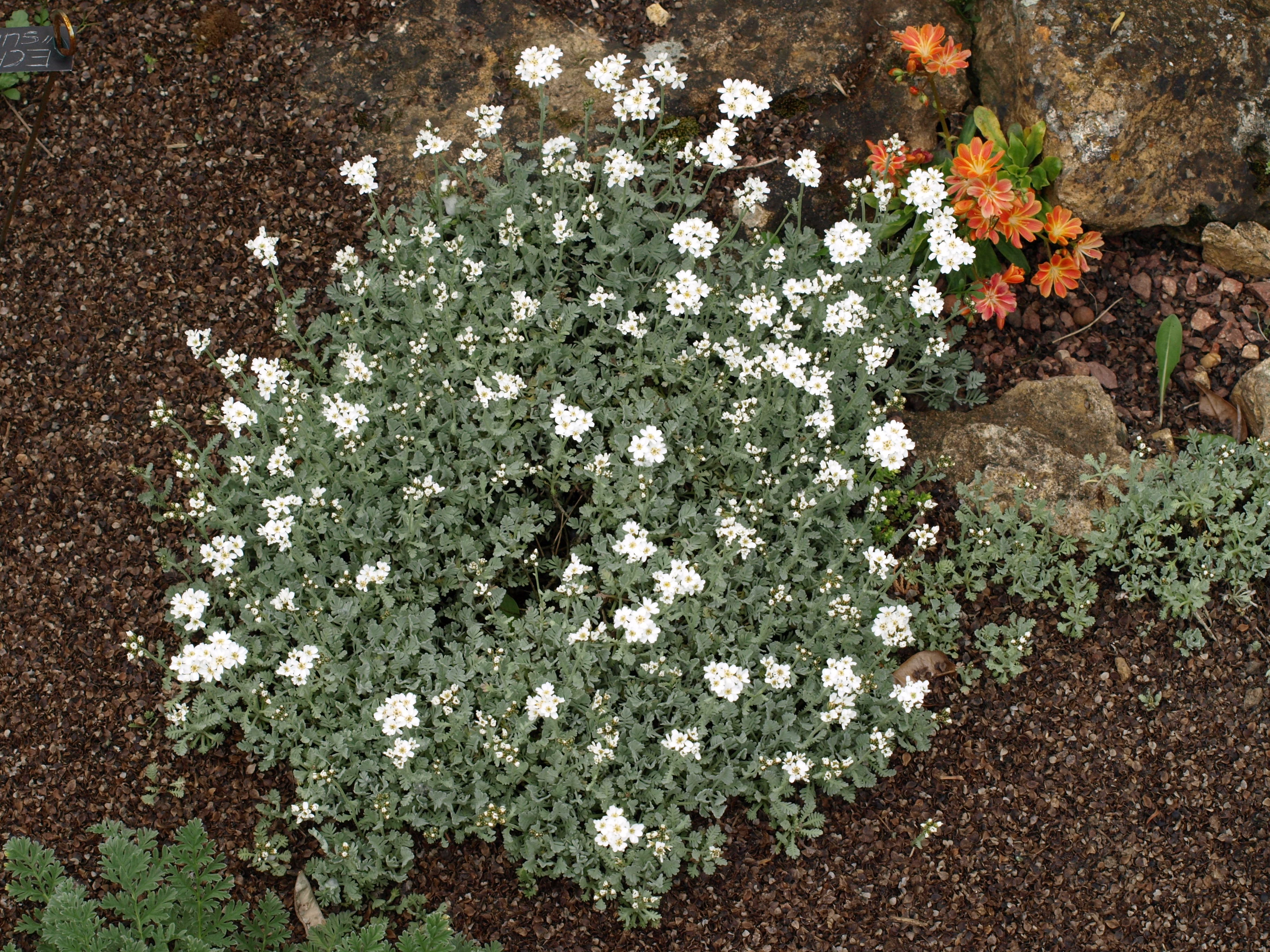 Passion Vivaces Achillea Umbellata plante vivace blanche