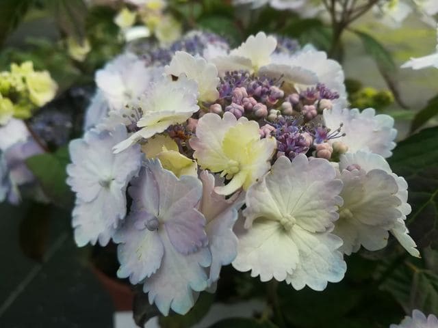 Les Hortensias du Haut Bois Alycon hortensia serrata godet jardin