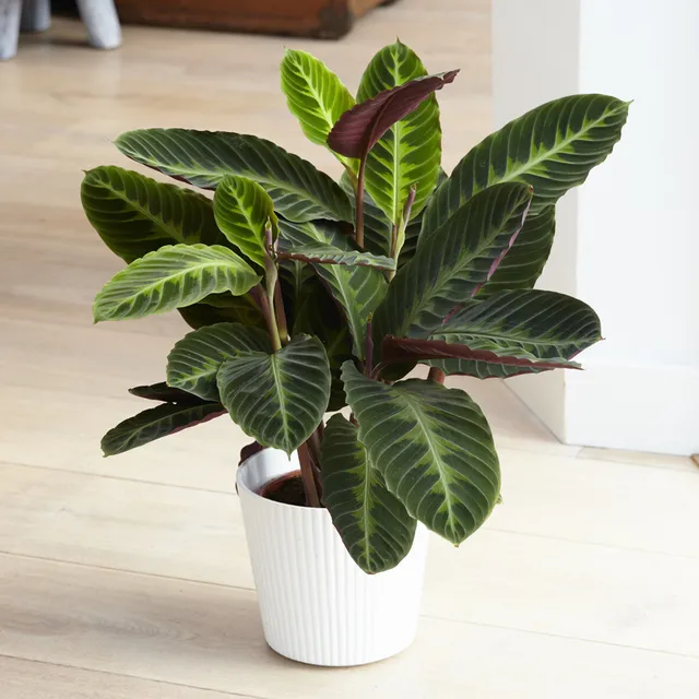 Bakker Intérieur Calathéa Warscewiczii plante pot 12 cm