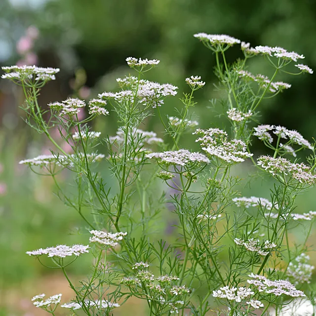 Bakker Cumin des prés Carvi plante aromatique pot Ø 9cm comestible