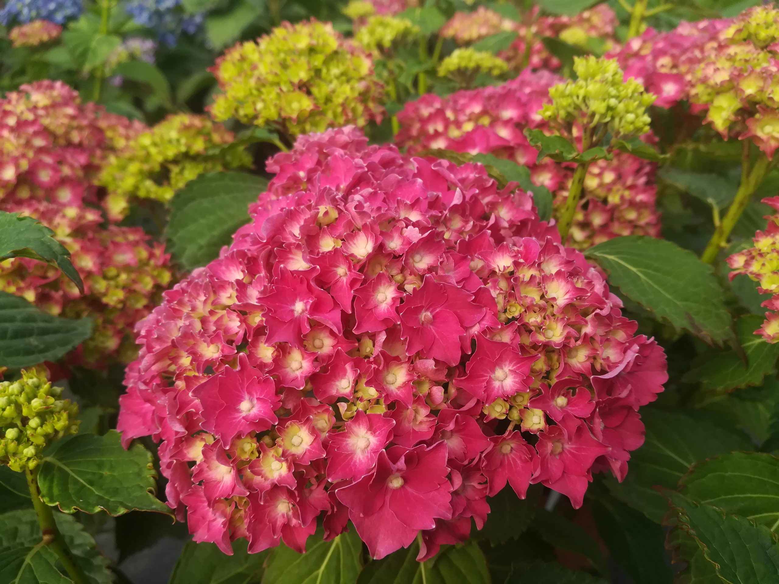 Les Hortensias du Haut Bois Parzifal hortensia fleurs rondes rouges