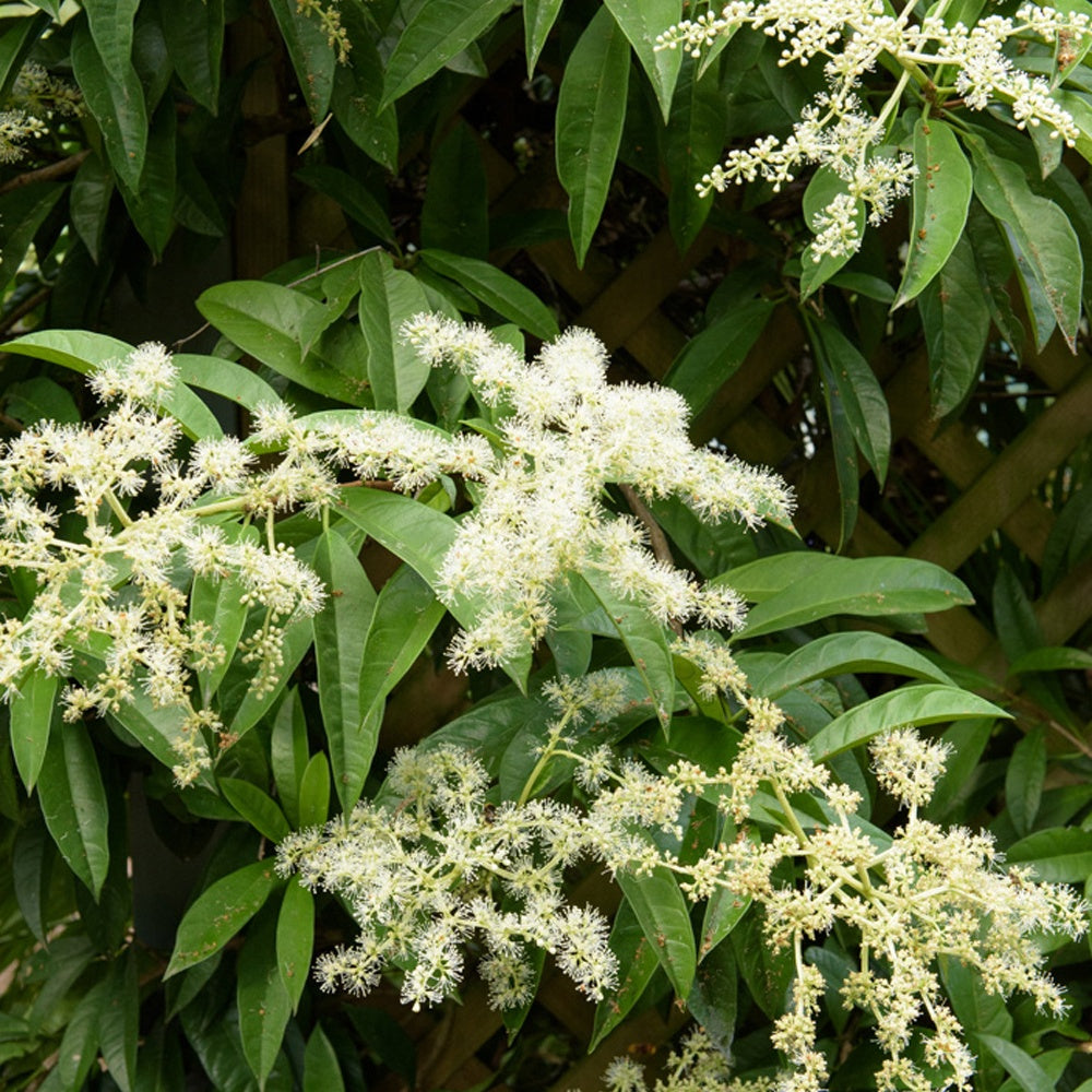 Bakker Piléostégia feuilles de viorne grimpante pot 2L