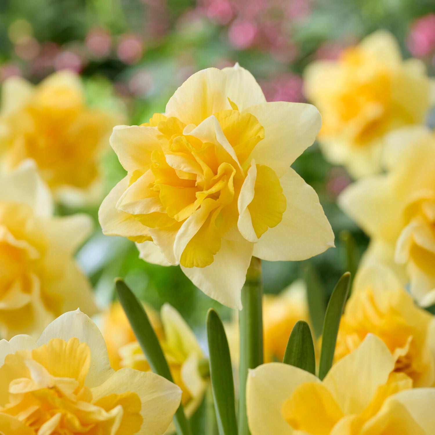 Bakker Narcisse Growers Beauty bulbes double sachet 10 crème