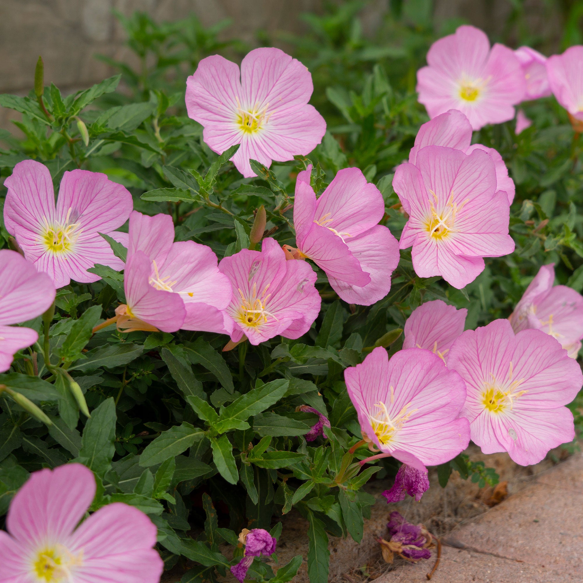 Bakker Vivaces Oenothère Siskiyou Pink 2 pots Ø9cm