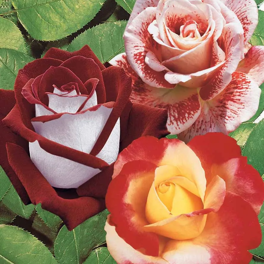 Bakker Rosiers Osiria Famosa Double Delight 3 mottes parfumé