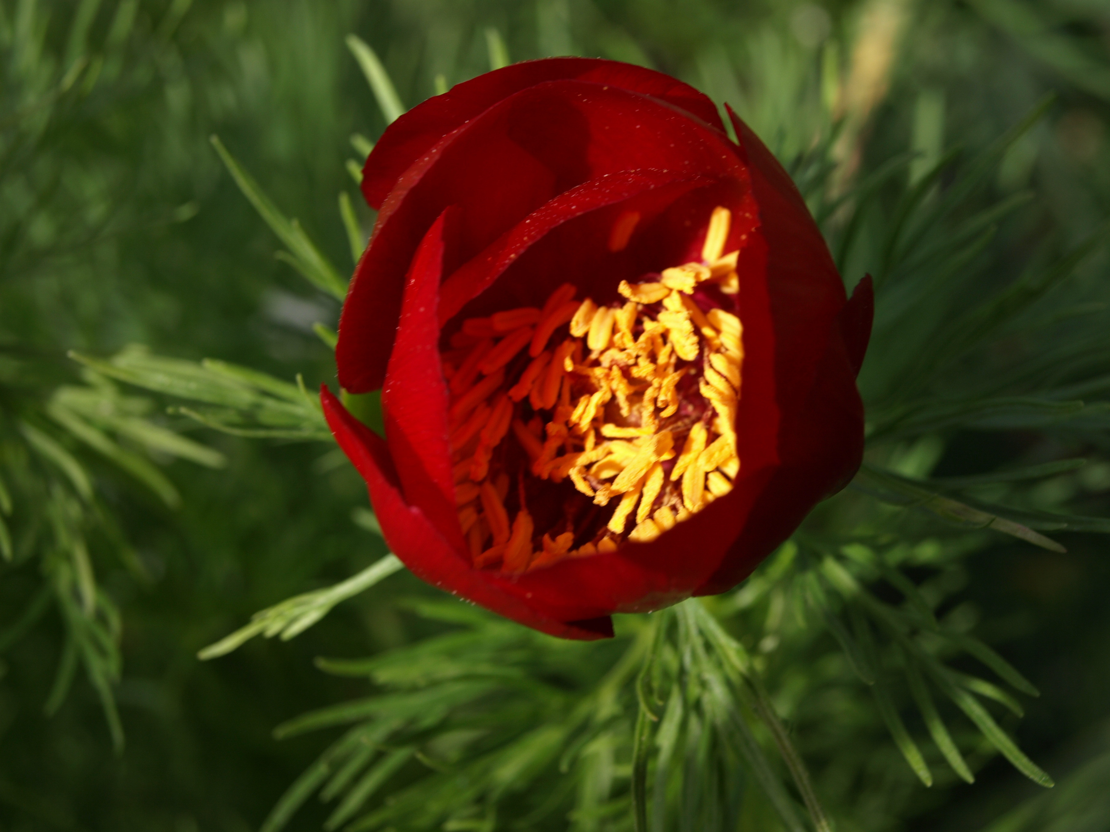 Passion Vivaces Paeonia tenuifolia pivoine pot 2L fleur rouge