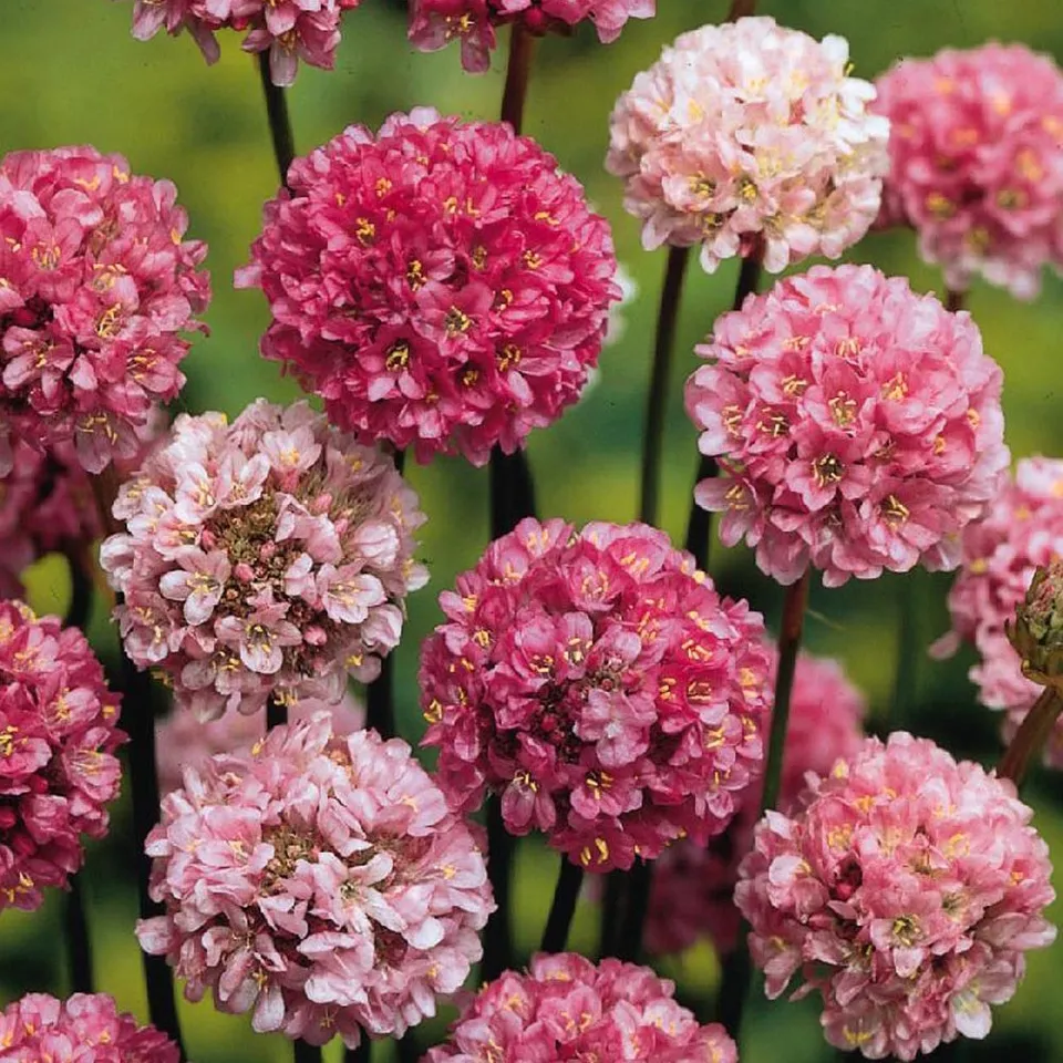 Bakker Gazon d'Espagne Ballerina Lilac vivace pot 8 cm