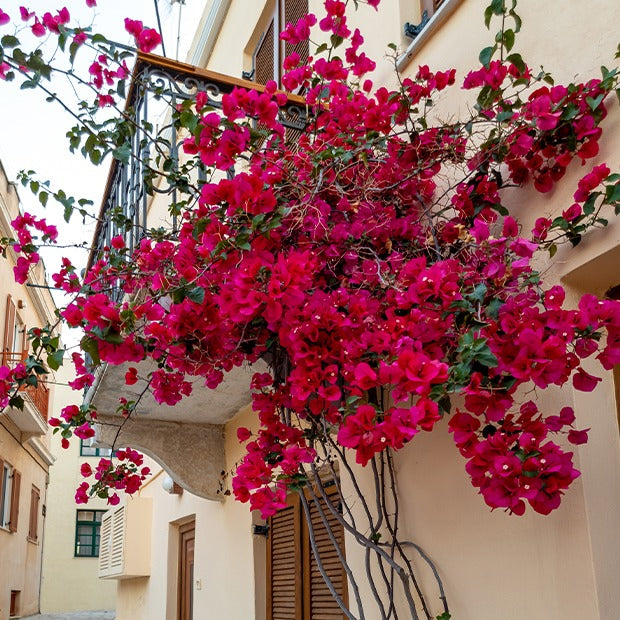 Bakker Bougainvillier Rouge plante grimpante pot Ø12cm fleur rouge