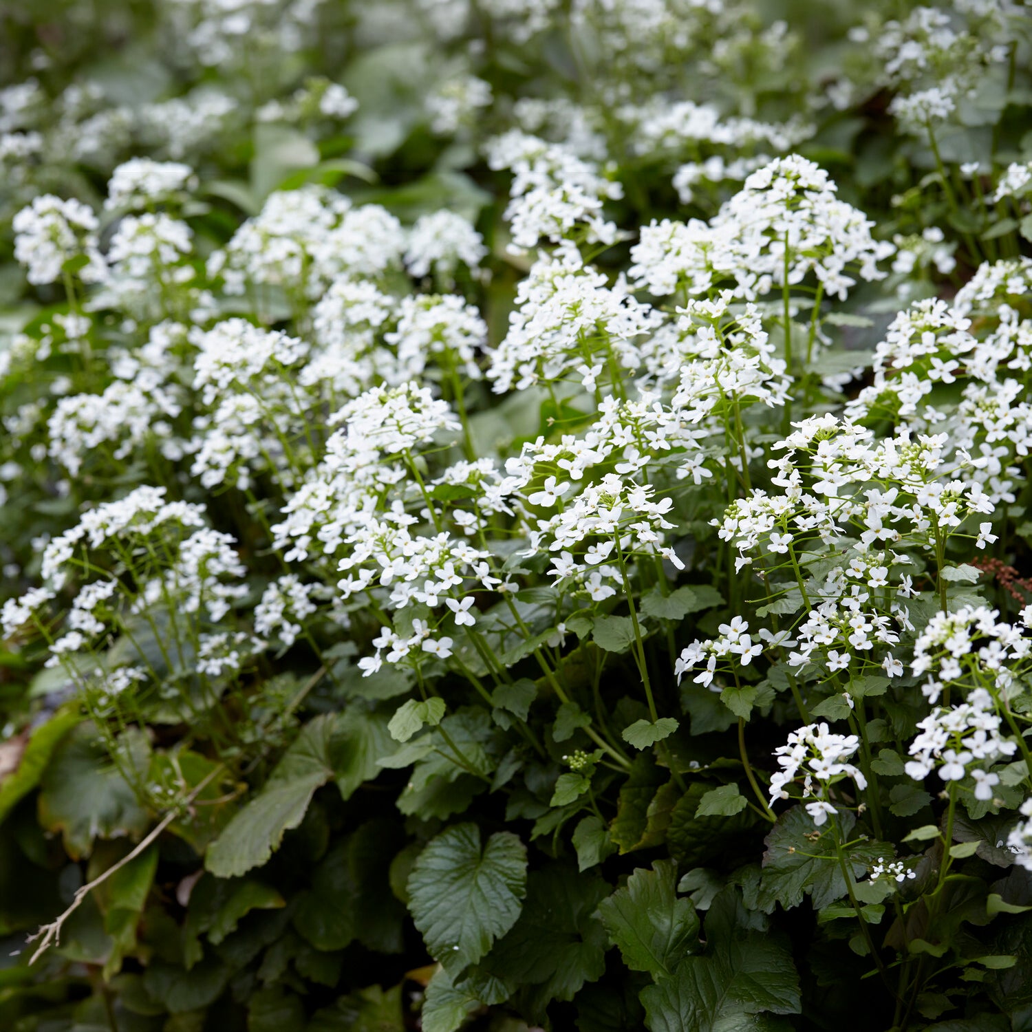 Bakker Pachyphragma macrophyllum vivace pot 8cm fleur blanche