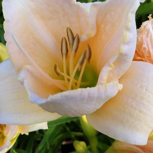 Bakker Vivaces Hémérocalle White Temptation pot Ø 9cm