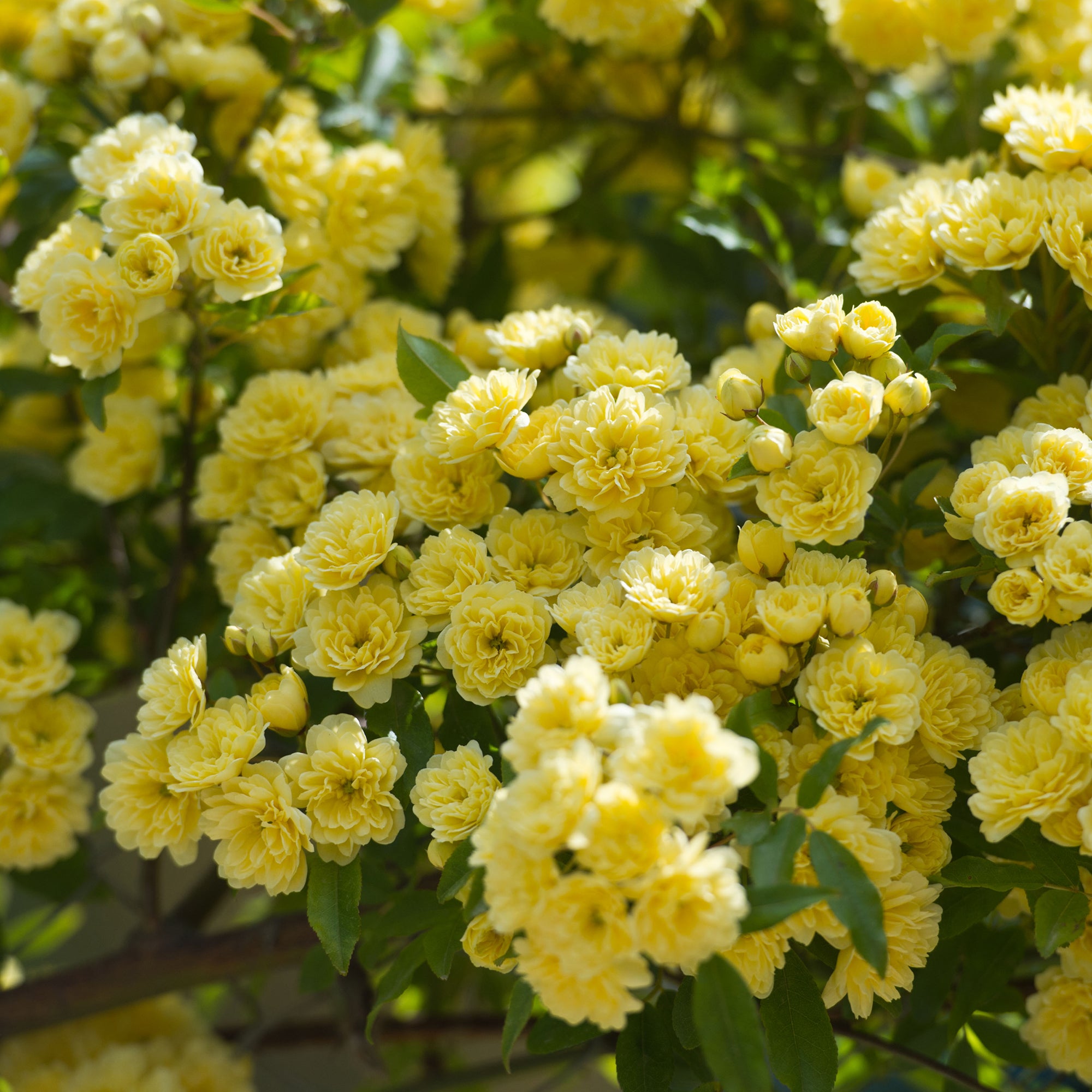 Bakker Rosiers rosier Banks jaune grimpant sans épines pot