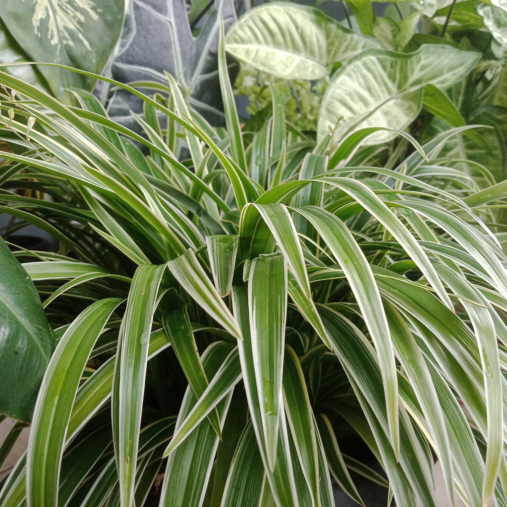Bakker Phalangère Ocean plante d'intérieur pot Ø 12cm cascade