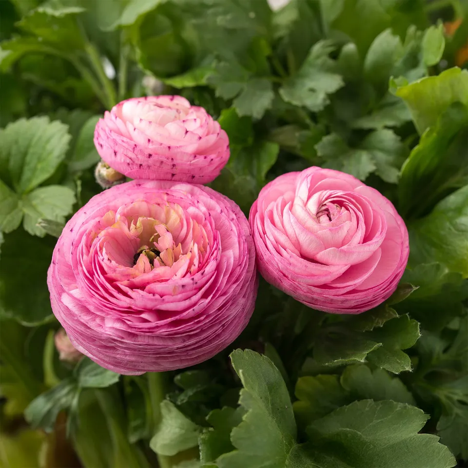 Bakker Renoncules roses Ranunculus Pink bulbes sachet 10 rose