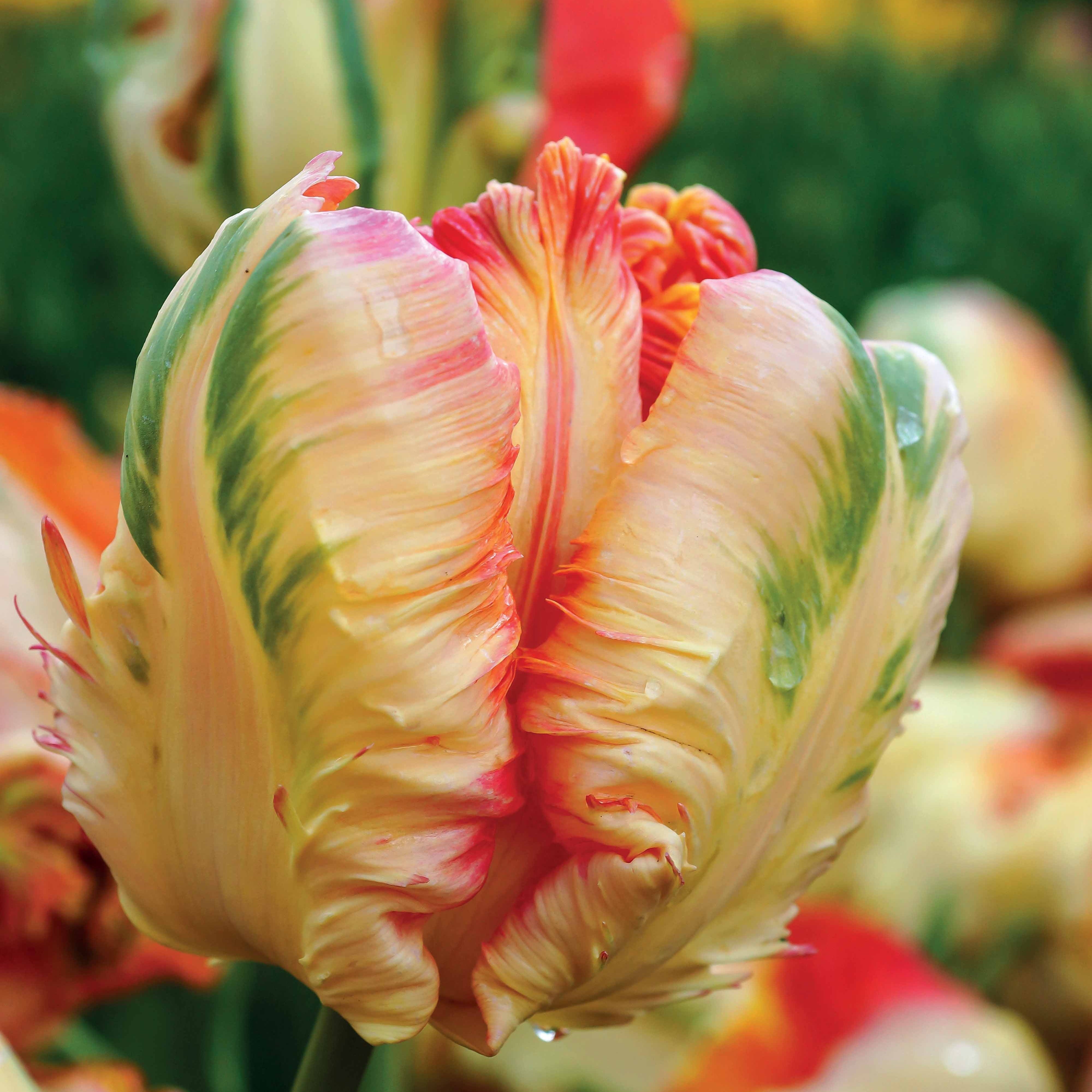 Bakker Tulipes perroquet bulbes fleurs sachet 24 bulbes mélange