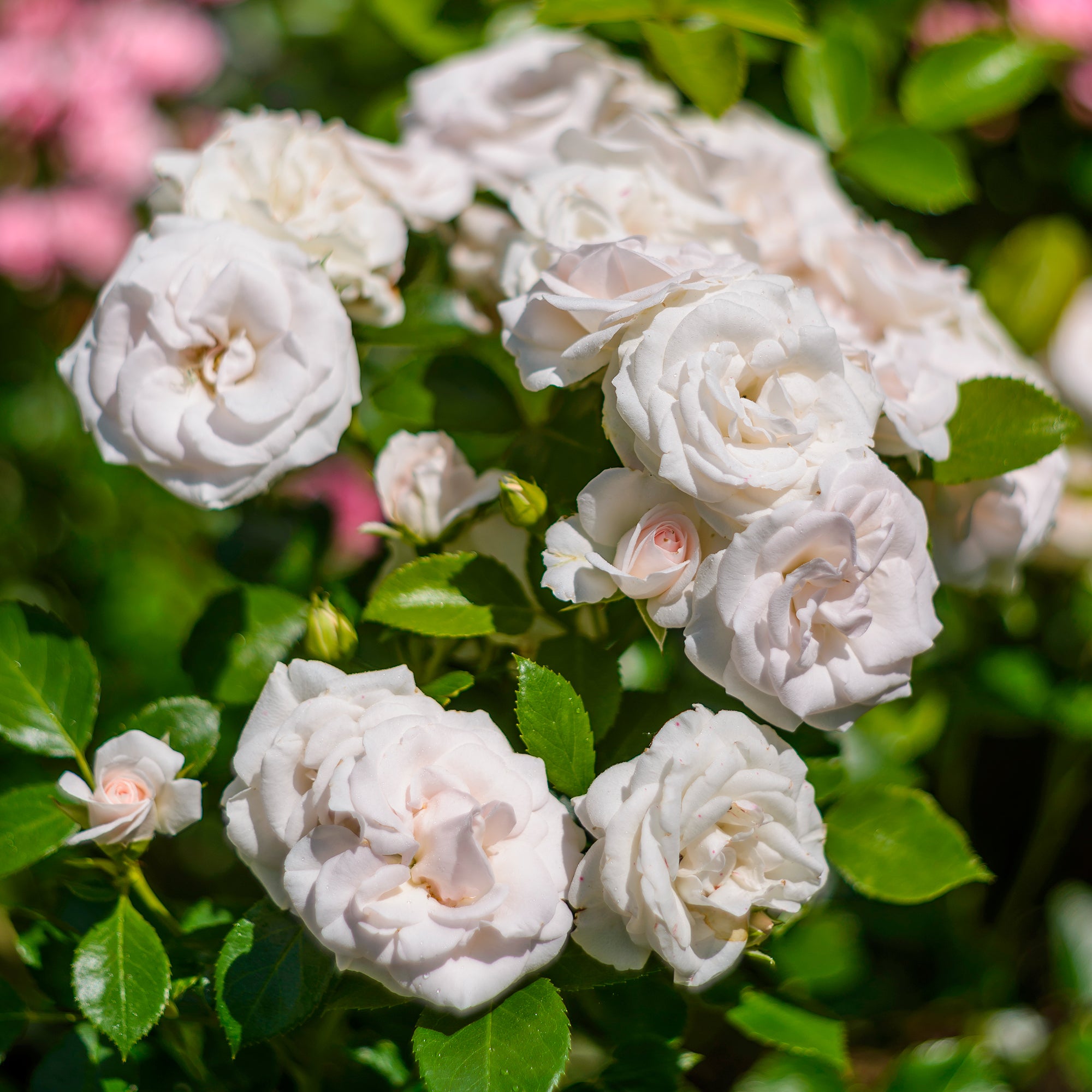 Bakker Rosier Aspirin Rose fleur blanche pot 3L 15-40cm