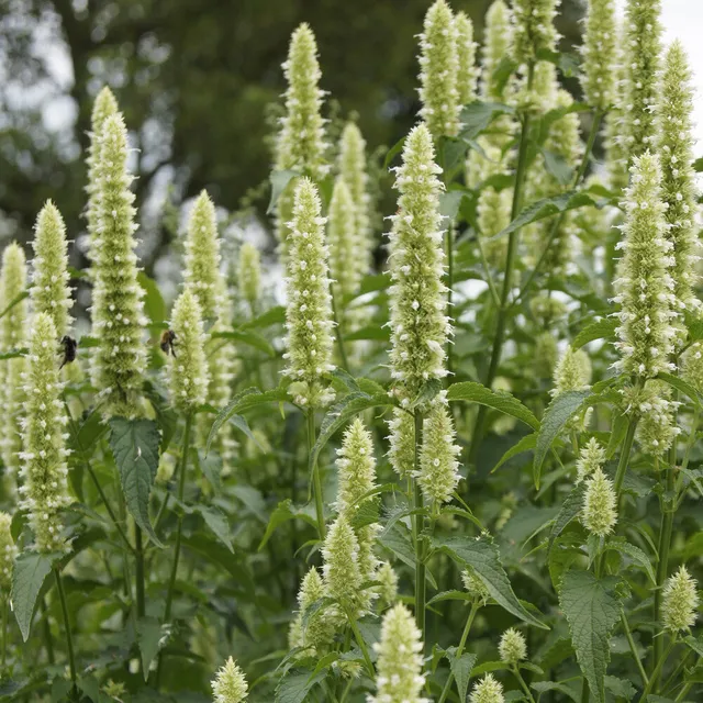 Bakker Agastache Alabaster rugosa fleur blanche pot 9cm