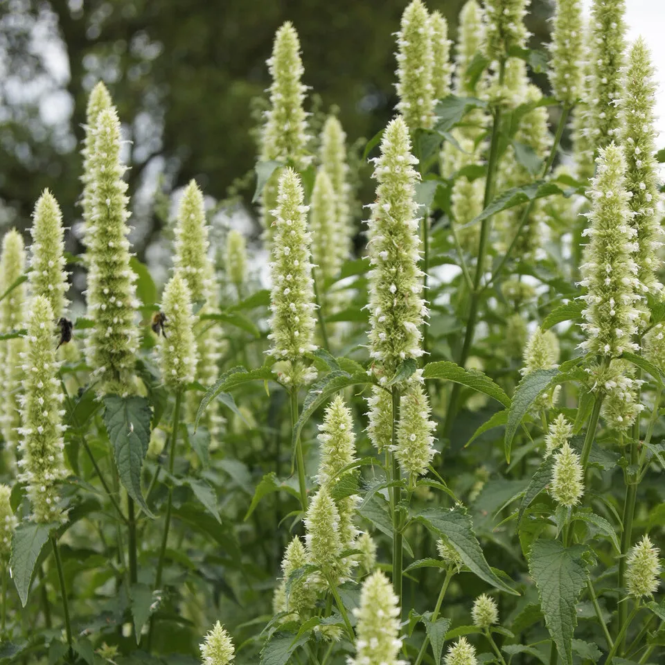 Bakker Agastache Alabaster rugosa fleur blanche pot 9cm