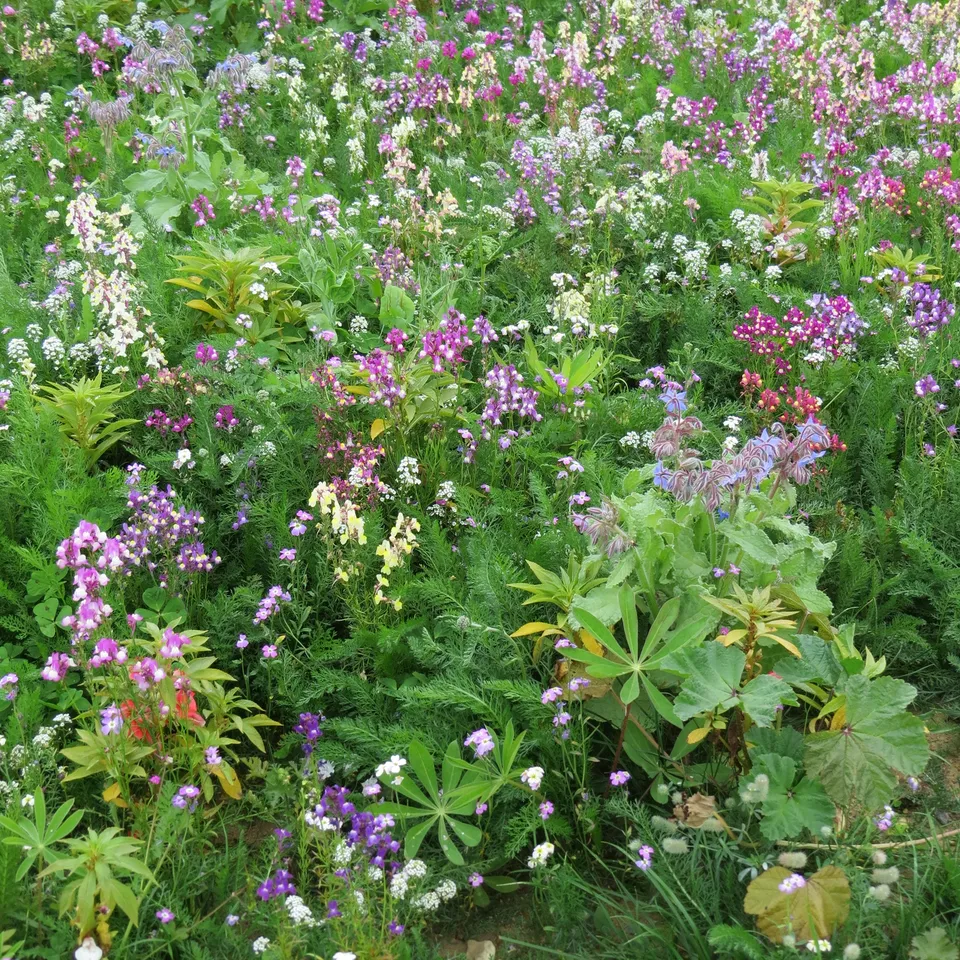 Bakker Mélange fleurs zones ombragées graines 20g 15m²