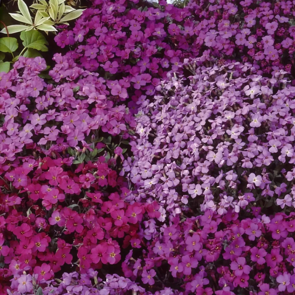 Bakker Aubriètes Cascade mélange plante vivace sachet 0,2g