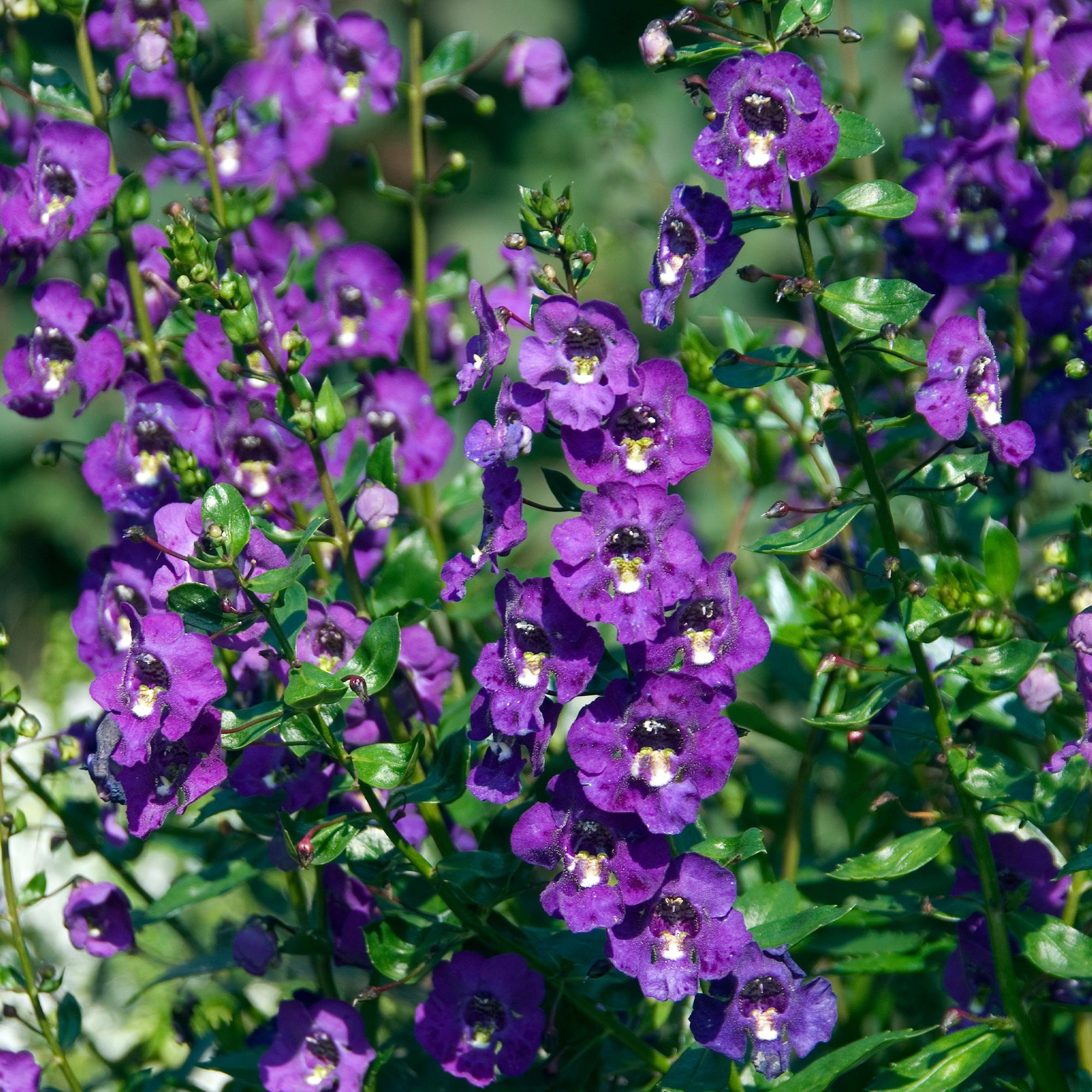 Bakker Angélonia plante extérieure violette pot Ø 10,5cm