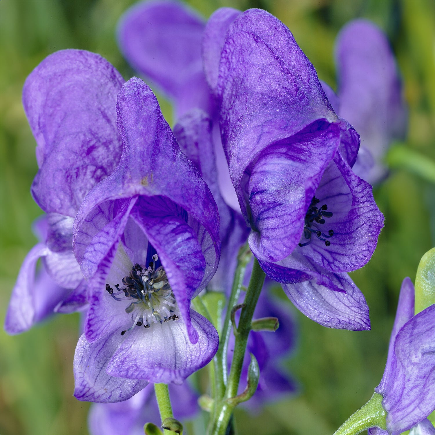 Bakker Aconit Arendsii vivace pot Ø 9cm bleu-violet
