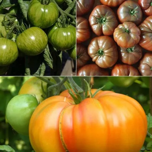 Bakker Collection 9 plants de tomates pot 10,5cm variées