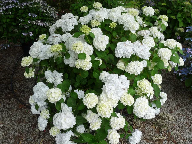 Les Hortensias du Haut Bois Le cygne hortensia boule blanc godet